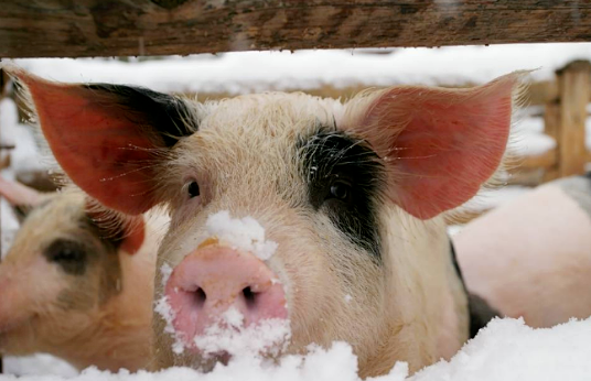 冬季如何预防猪呼吸道疾病