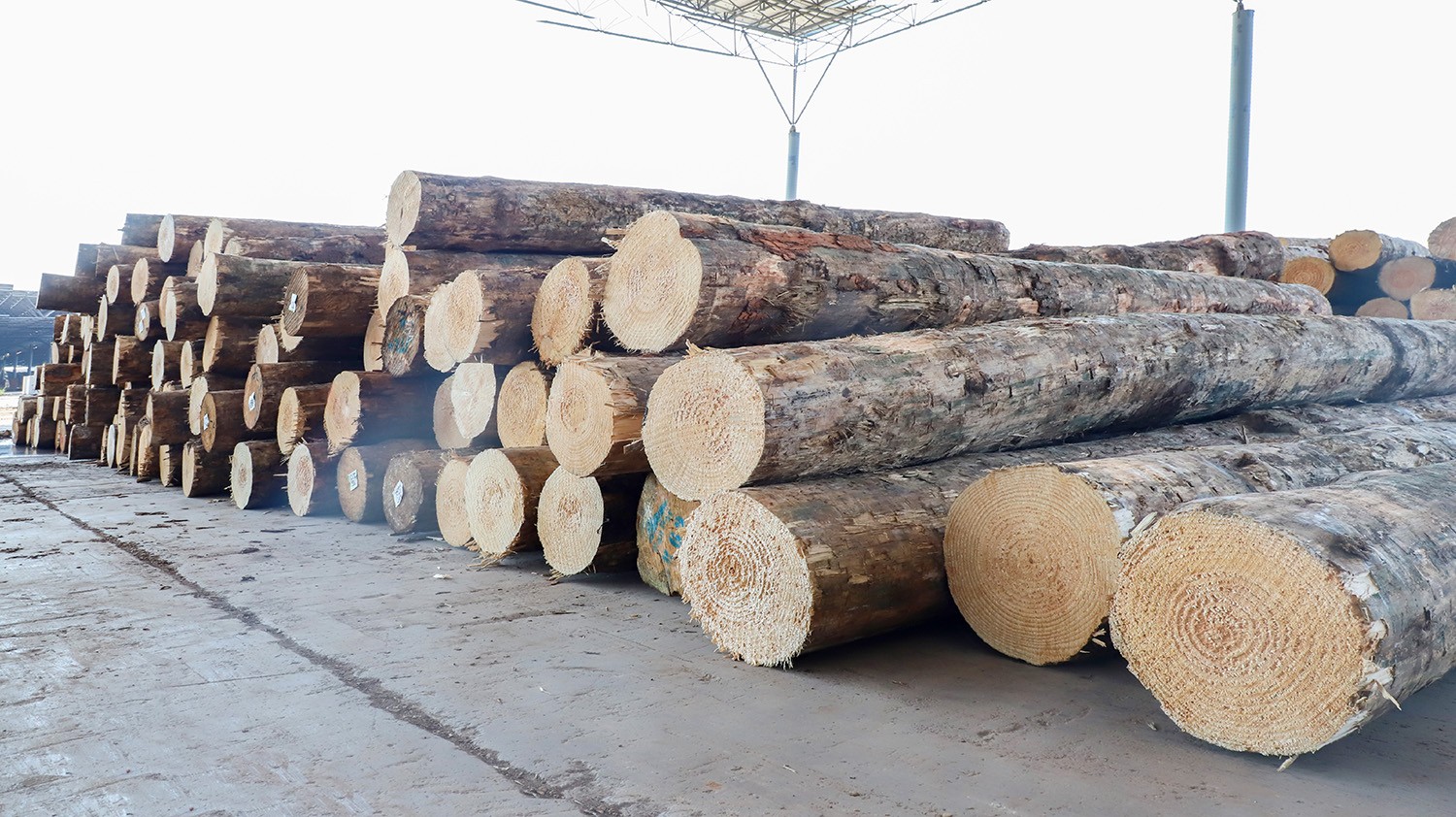 Timber Sorting Yard