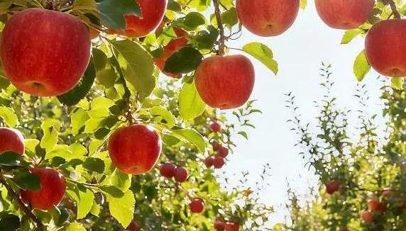 光厂_12424744_丰收季挂满枝头的苹果_小样.jpg