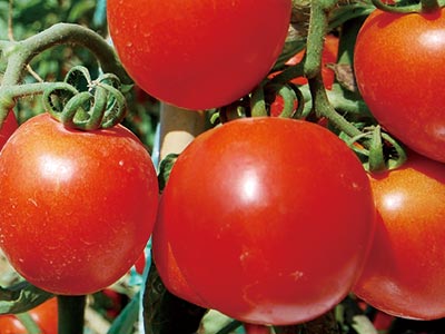 Ultra-High Phosphorus and Potassium Fertilizer_04.jpg
