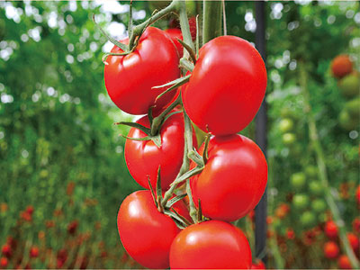 Biostimulants Enhanced Type NPK Fertilizer_08.jpg