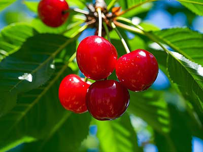 Biostimulants Enhanced Type NPK Fertilizer_07.jpg