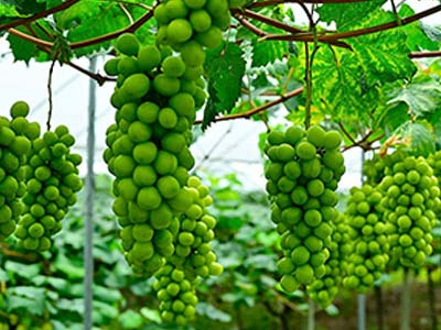 Biostimulants Enhanced Type NPK Fertilizer_04.jpg