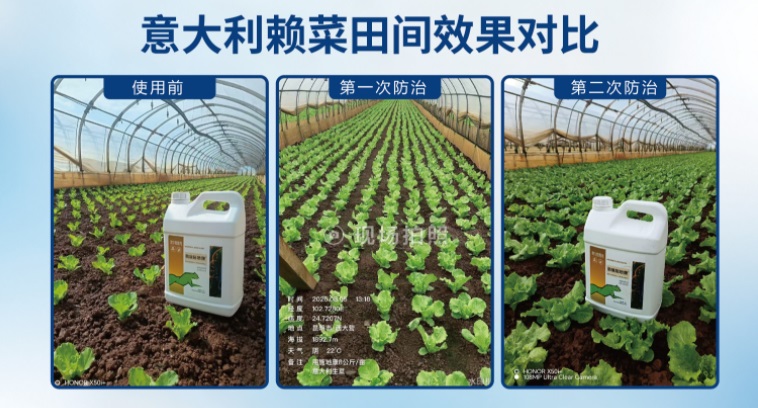 意大利生菜对比--官网.jpg