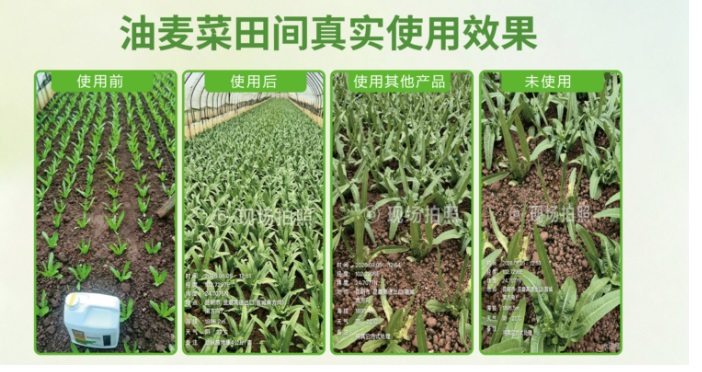油麦菜使用效果对比--官网.jpg